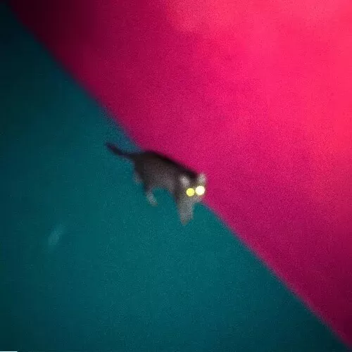 !!! (Chk Chk Chk): Wallop - VINYL LP